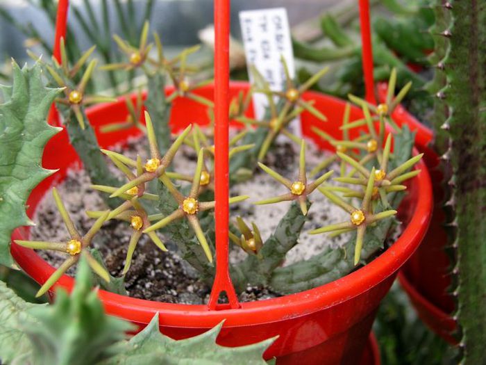 Orbea wissmannii eremastrum - ao-alte seminte rare
