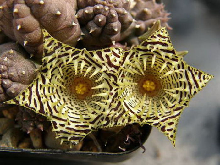 Huernia kennedyana - ao-alte seminte rare