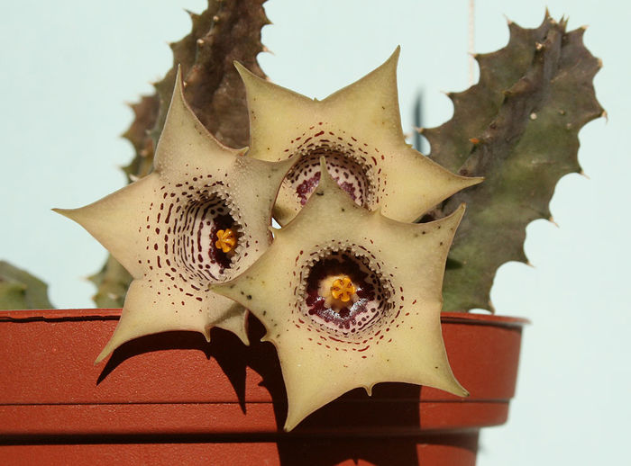 Huernia quinta - ao-alte seminte rare