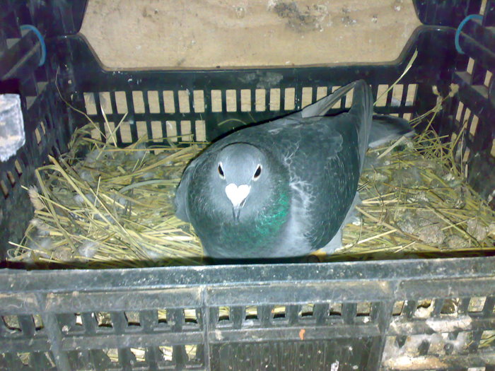 Tyka297 - Porumbeii Fiului Meu