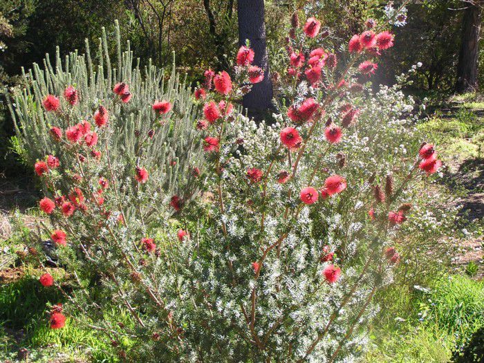 Kunzea baxteri - ao-alte seminte rare