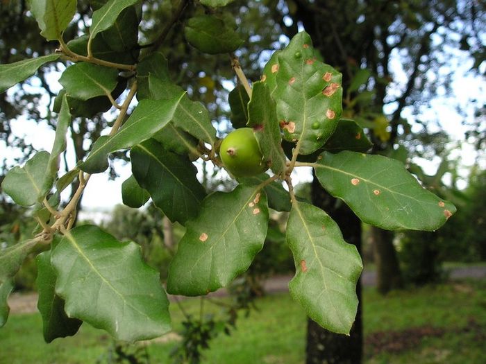 Quercus ilex - ao-alte seminte rare