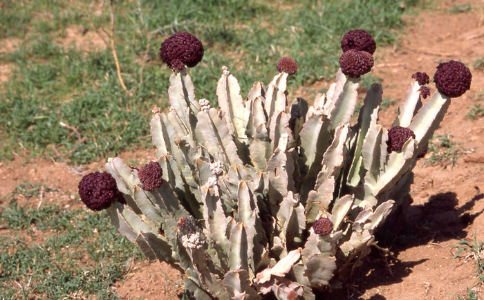 Caralluma acutangola - ao-alte seminte rare