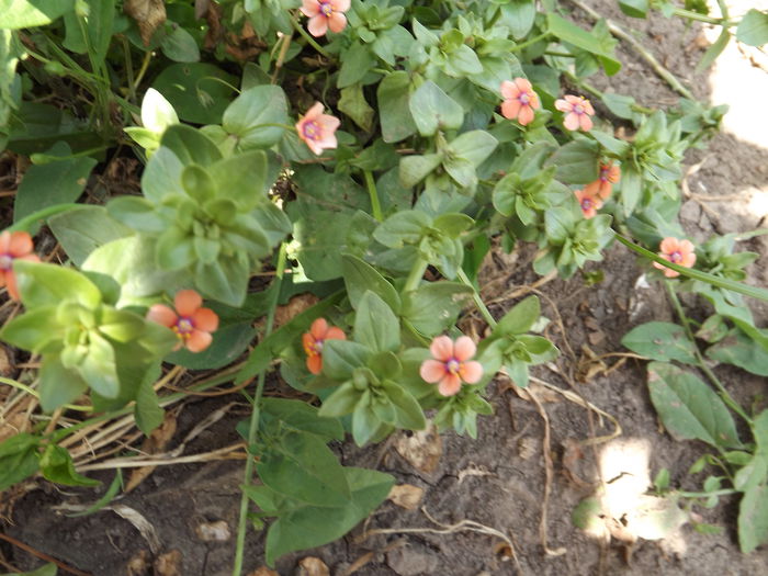 DSCF3130 - Flori amestec