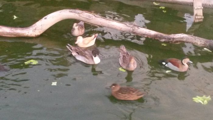 20141107_070808 - Pasari De Apa