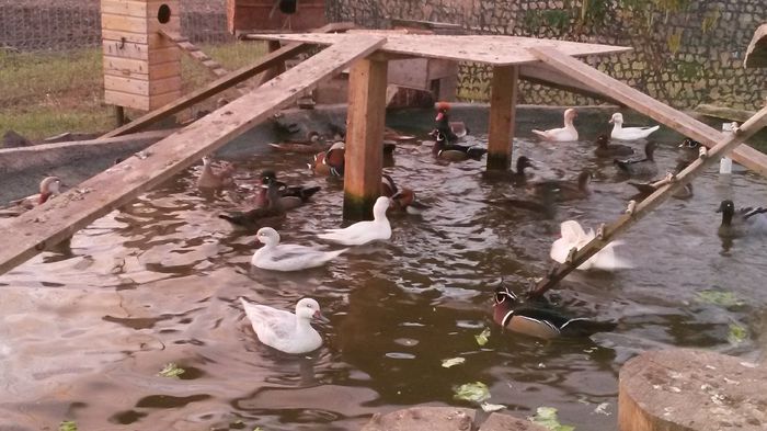 20141107_071006 - Pasari De Apa