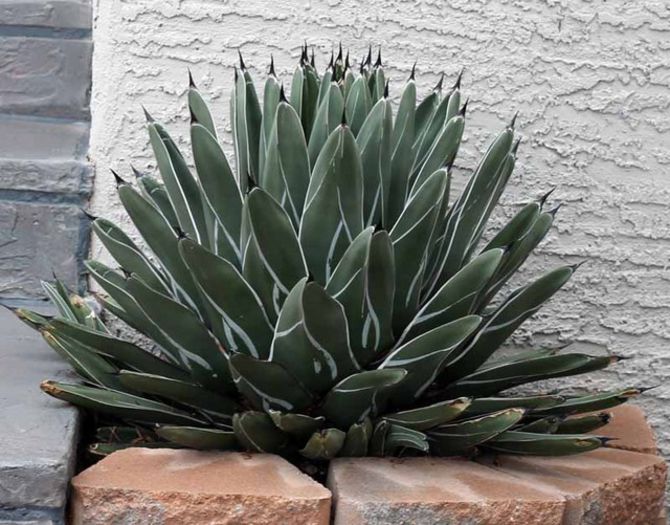 Agave nickelsiae - ao-alte seminte rare