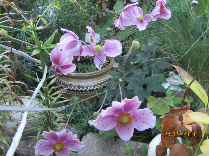 Anemone de toamna 2014