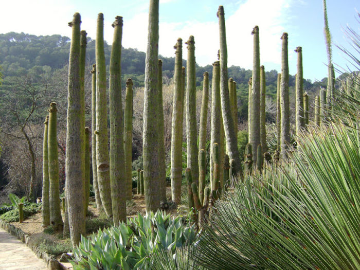 Neobuxbaumia polylopha - ao-alte seminte rare