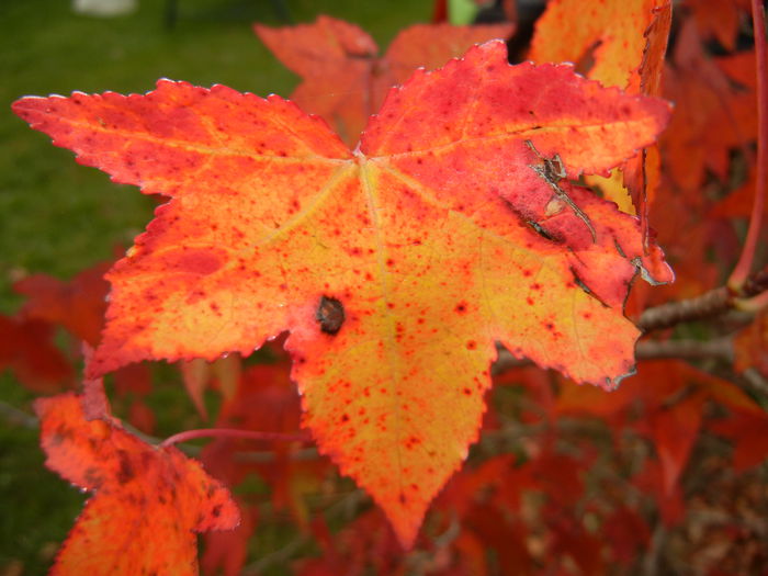 Liquidambar styraciflua (2014, Nov.02) - Liquidambar styraciflua