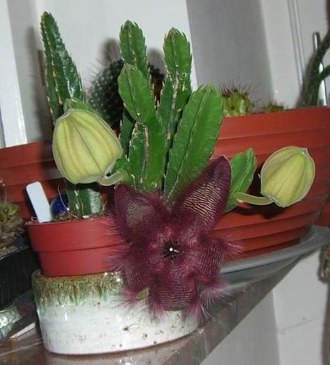 Stapelia ambigua - ao-alte seminte rare