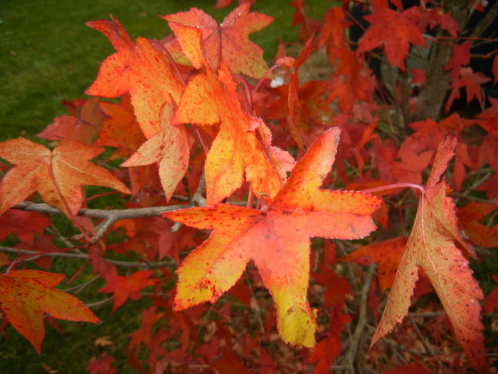 Liquidambar styraciflua (2014, Nov.02)