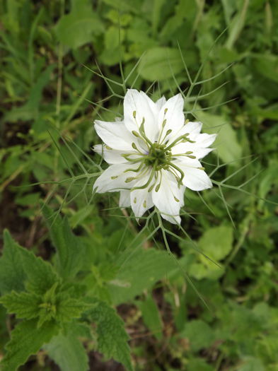 Nigela - Flori amestec