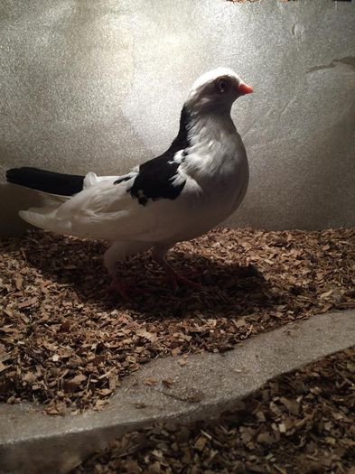 MASCUL căzător 2014