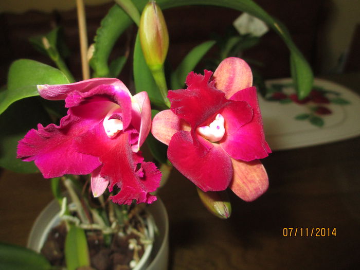 cattleya roz cu rosu 2014.11.07 5