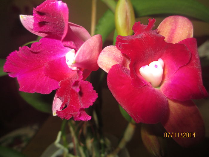 cattleya roz cu rosu 2014.11.07 3