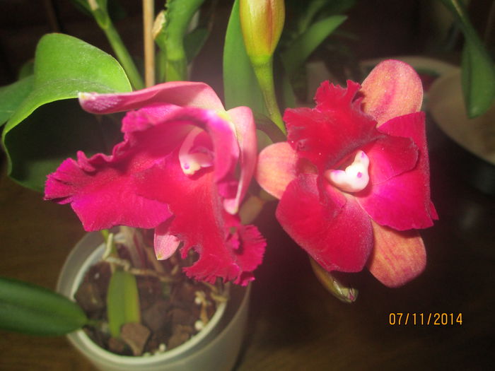 cattleya roz cu rosu 2014.11.07 1