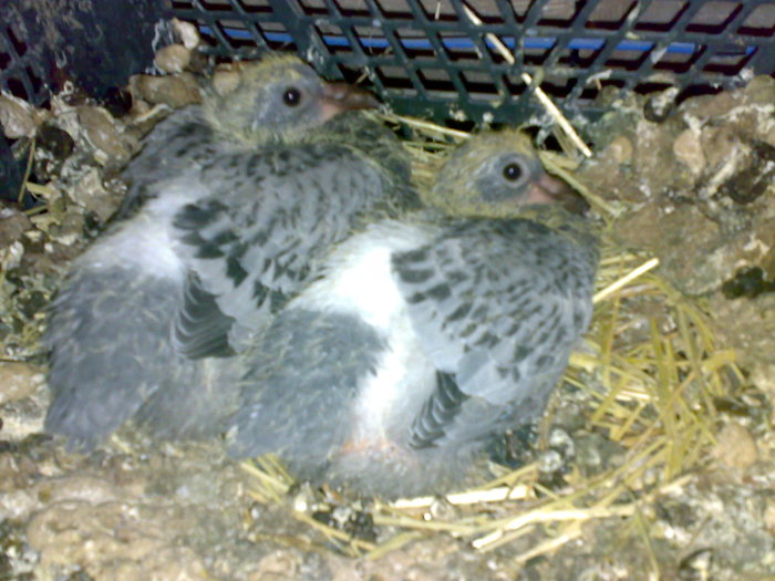 Tyka304 - Porumbeii Fiului Meu