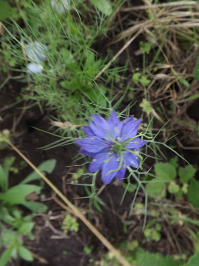 DSCF3147 - Flori amestec