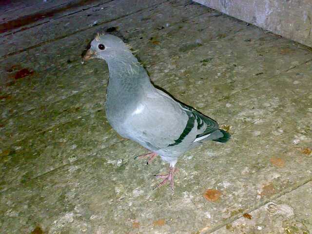 Tyka313-small - Porumbeii Fiului Meu