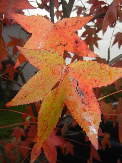 Liquidambar styraciflua (2014, Nov.02) - Liquidambar styraciflua