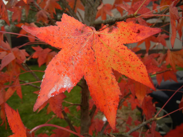 Liquidambar styraciflua (2014, Nov.02)