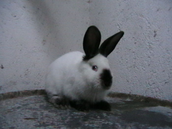 IMGA0232 - A-IEPURI TINERET CALIFORNIAN