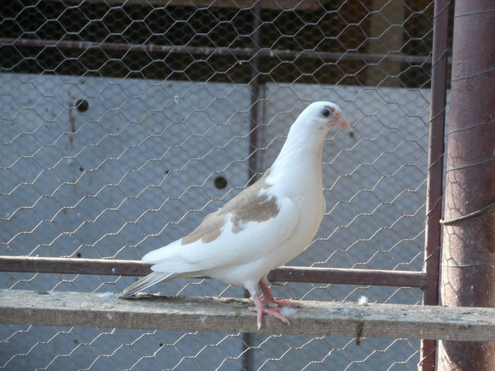 Dat in Alba la Gicu Grozav - D- Porumbei JUCATORI DE GALATI VANDUTI Album 2