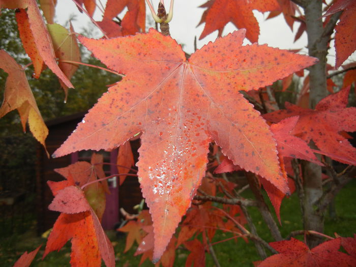 Liquidambar styraciflua (2014, Nov.02) - Liquidambar styraciflua