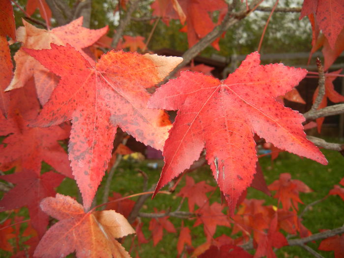 Liquidambar styraciflua (2014, Nov.02) - Liquidambar styraciflua