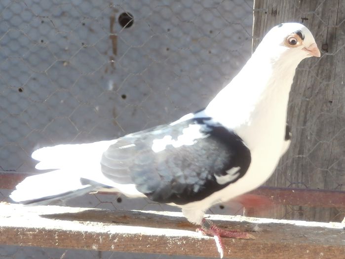 Dati in Alba la Gicu Grozav - D- Porumbei JUCATORI DE GALATI VANDUTI Album 2