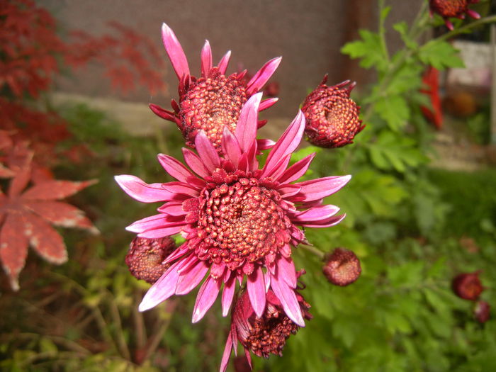 Purple & White Chrysanth (2014, Nov.02)