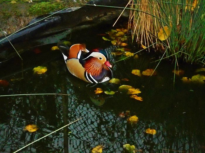 rate mandarin