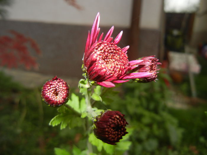 Purple & White Chrysanth (2014, Nov.02)