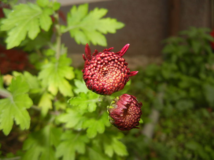 Purple Chrysanthemum (2014, Nov.02)