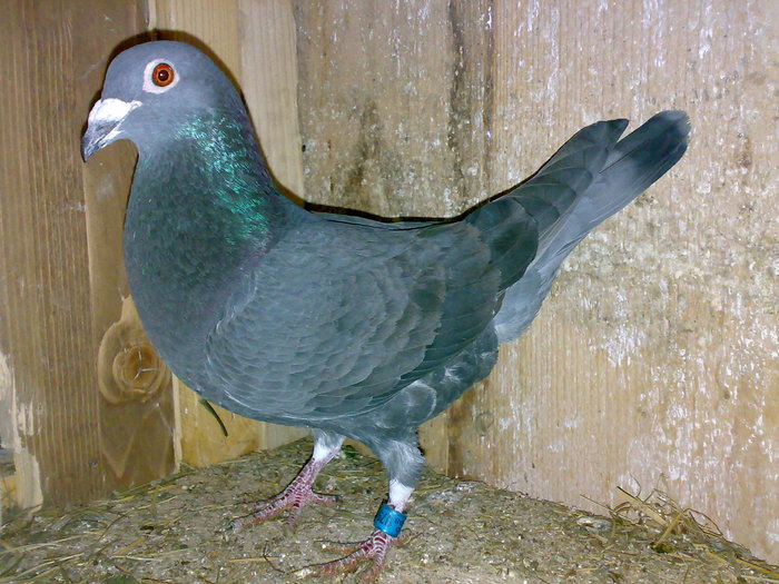 Tyka454 - Porumbeii Fiului Meu