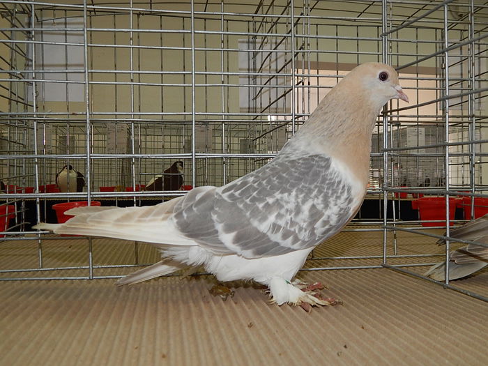 DSCN7261 - Lugoj 7-11 Noiembrie 2014