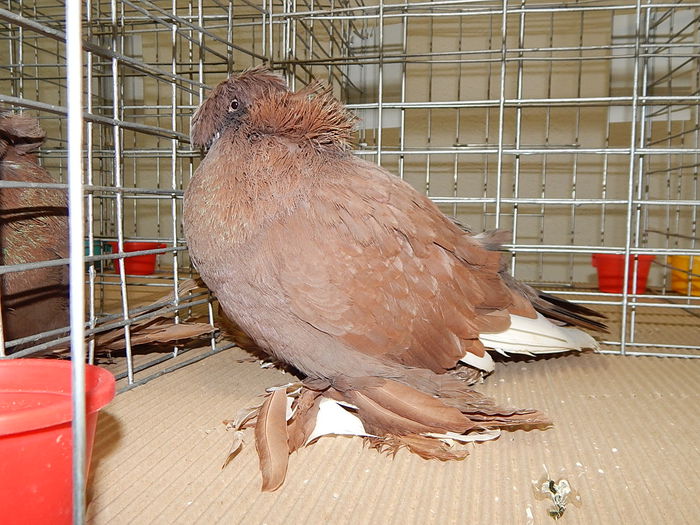 DSCN7271 - Lugoj 7-11 Noiembrie 2014