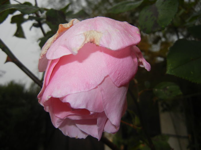 Rose Royal Highness (2014, Nov.02) - Rose Royal Highness