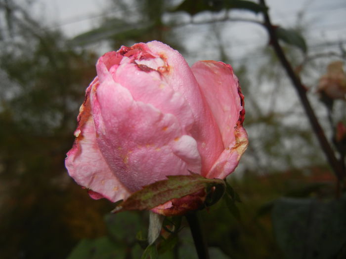 Rose Royal Highness (2014, Nov.02) - Rose Royal Highness