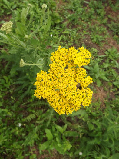 DSCF3170 - Flori amestec