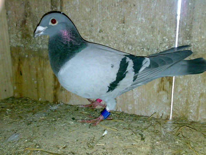 Tyka462 - Porumbeii Fiului Meu