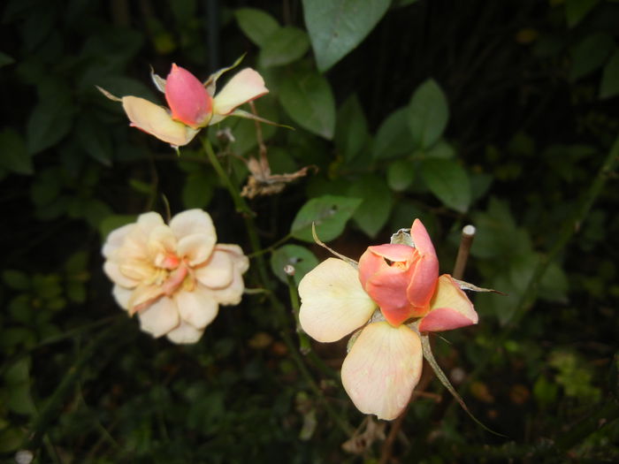 Orange Miniature Rose (2014, Nov.02)