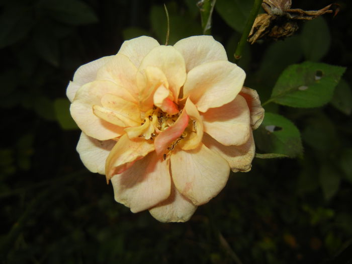 Orange Miniature Rose (2014, Nov.02)