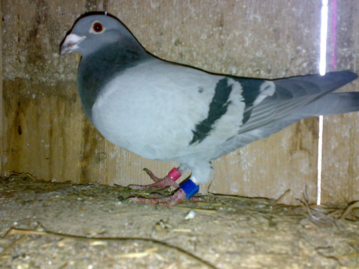 Tyka463 - Porumbeii Fiului Meu