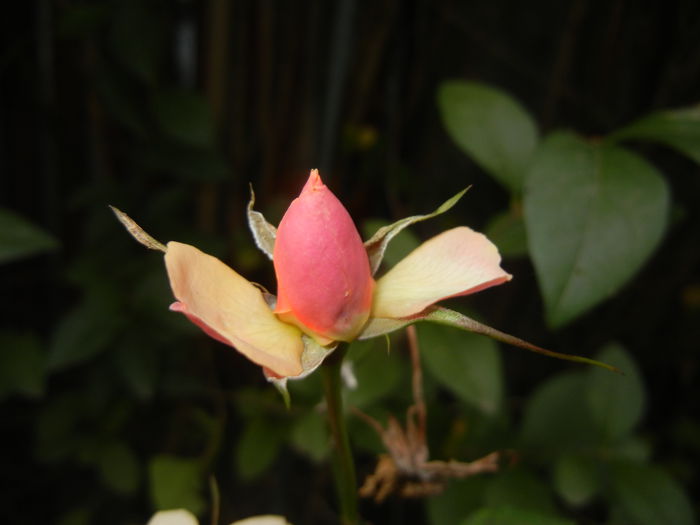 Orange Miniature Rose (2014, Nov.02) - Miniature Rose Orange