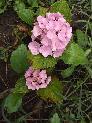 DSCF3168 - Flori amestec