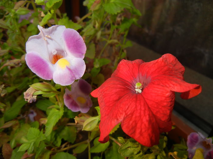 Torenia & Red Petunia (2014, Sep.21) - 09 Garden in September