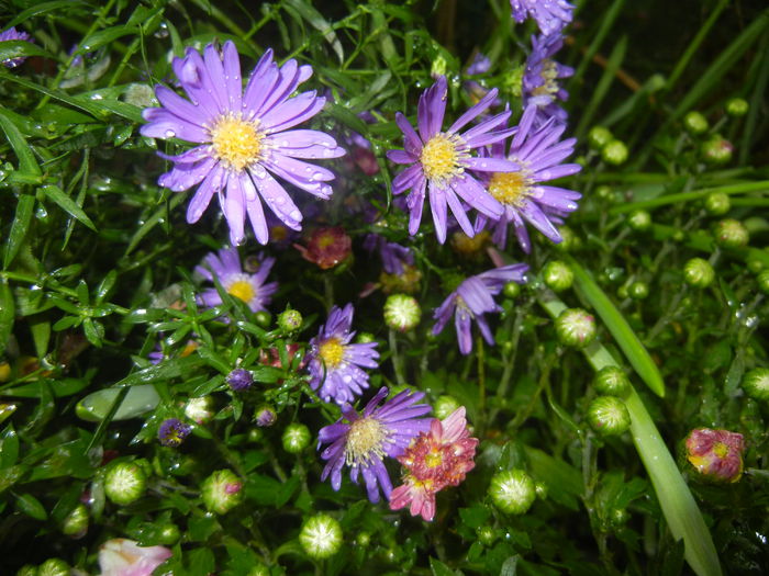 Aster & Chrysants (2014, Sep.26)