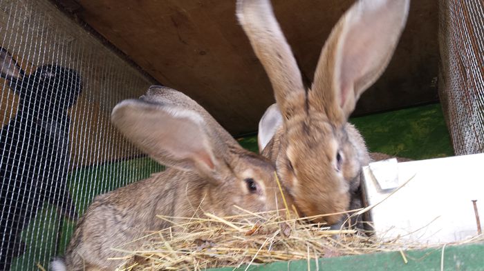 femele uriasi belgian (6)